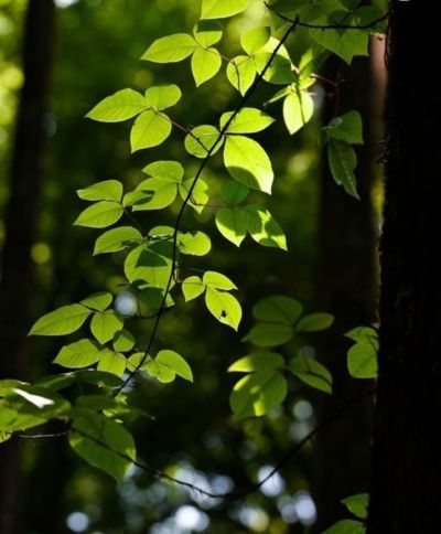 تصویر مسابقه