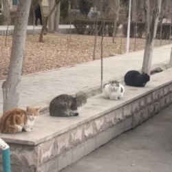 عکس میم بسازید...!