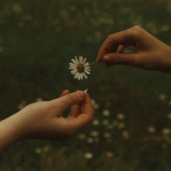 عکس کدام فصل؟