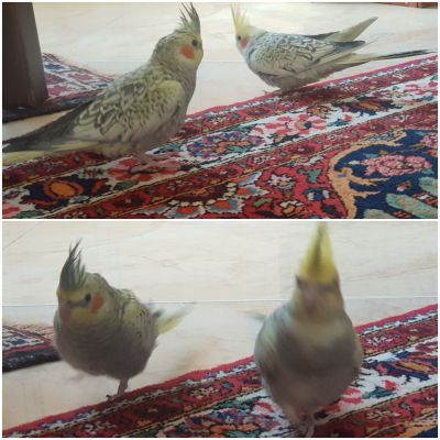 عکس