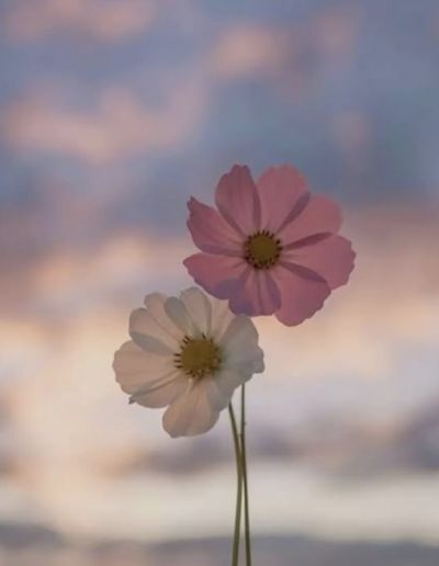 تصویر مسابقه