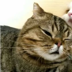 عکس میم پیشی نشان