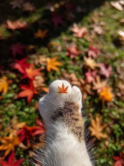 تصویر مسابقه