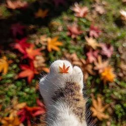 عکس ساخت عکس با هوش مصنوعی