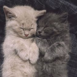 عکس اگر انسان نبودی، دوست داشتی چی بشی!؟🦪🤍