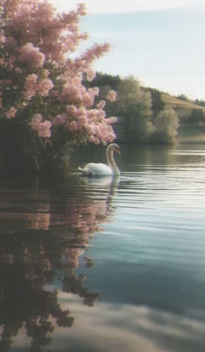 تصویر مسابقه