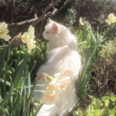 تصویر مسابقه