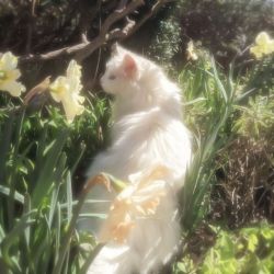 عکس یک جمله‌ای که ای کاش به خود ده سال پیشتان می‌گفتید، چیست