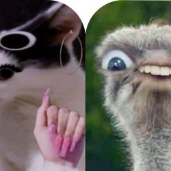 عکس کارگاه میم سازی