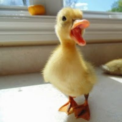 تصویر مسابقه