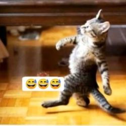 عکس میم برتر