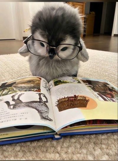 تصویر مسابقه