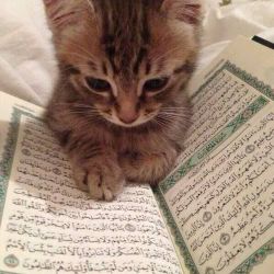 عکس میم بسازید