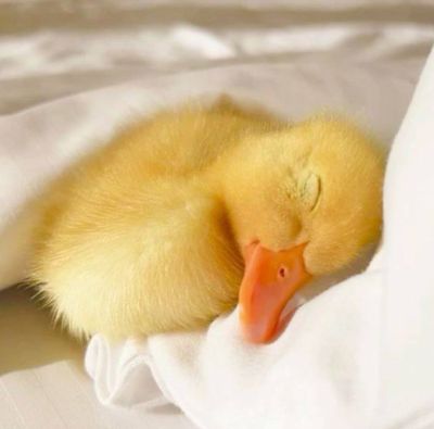 تصویر مسابقه