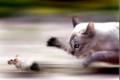 تصویر مسابقه