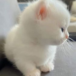 عکس میم بسازید