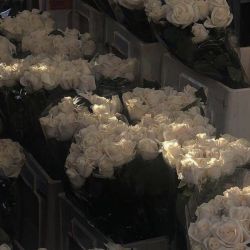 عکس پنهان؟(نقاشی)