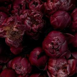 عکس بوی هر ماه