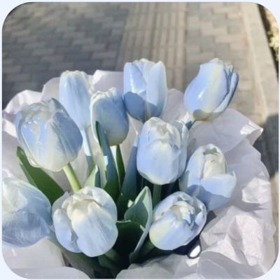 تصویر مسابقه