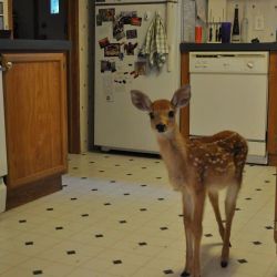 عکس توییت بگو