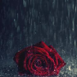 عکس جمله رو کامل کن