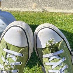 عکس پختگی یعنی چی ؟