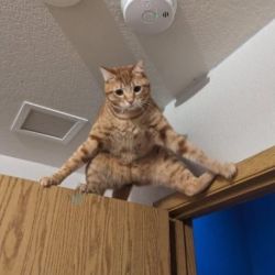 عکس میم بساز