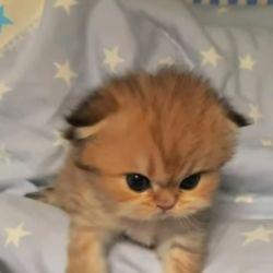 عکس میم بسازید