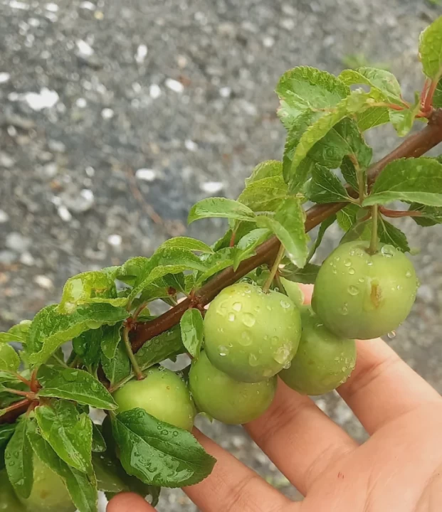 تصویر مسابقه