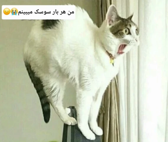 عکس
