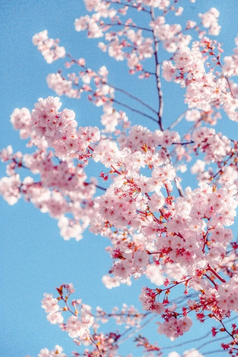 تصویر مسابقه