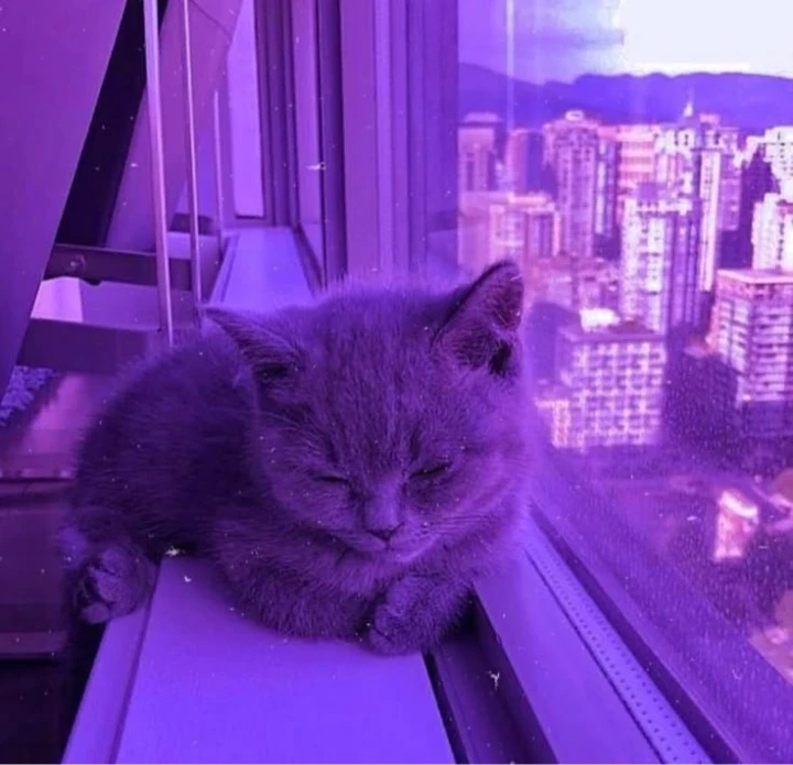 تصویر مسابقه