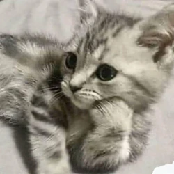 عکس میم بساز