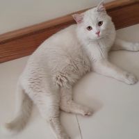 عکس گزینه