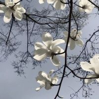 عکس گزینه