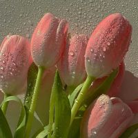 عکس گزینه