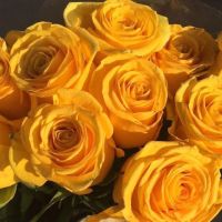 عکس گزینه