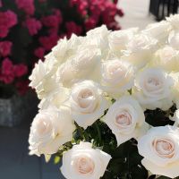 عکس گزینه
