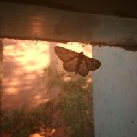 عکس گزینه