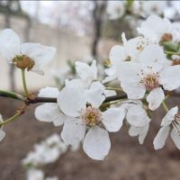 عکس گزینه