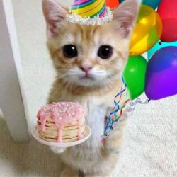 عکس هپی بدبخت دی آمیتیس!