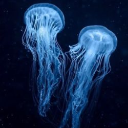 عکس 𝓳𝓮𝓵𝓵𝔂𝓯𝓲𝓼𝓱
