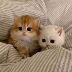 عکس ببینیم چند چندیم