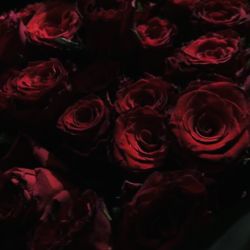 عکس The love is over