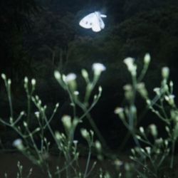 عکس خونه درختیه کوچولوم؛