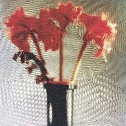 عکس 꽃잎빛::🌺