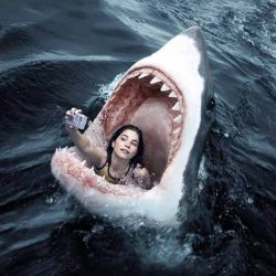 عکس Shark 🦈