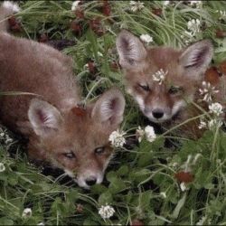 عکس Red fox