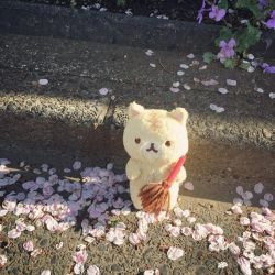 عکس Blossom