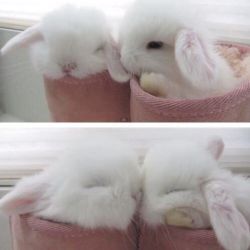 عکس 🐰 (corvo bianco)